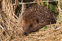 Hedgehog (Erinaceus europaeus) captive, UK, March
