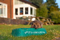 Hedgehog (Erinaceus europaeus, feeding in dog bowl, captive, UK, July