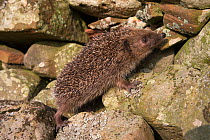 Hedgehog (Erinaceus europaeus), climbing on wall, captive, UK, July