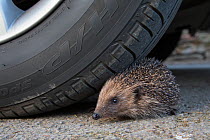 Hedgehog (Erinaceus europaeus, at risk by car wheel, controlled conditions, captive, England, March