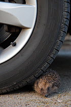 Hedgehog (Erinaceus europaeus), at risk by car wheel, controlled conditions, captive, England, March