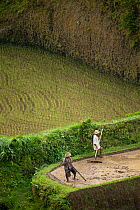 Men working the rice terraces of Ubud, Bali, Indonesia 2009