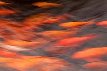 Common carp / koi (Cyprinus carpio) blurred view of shoal in large pond where visitors feed the fish for good luck, Temple Tirte Empul, Bali, Indonesia