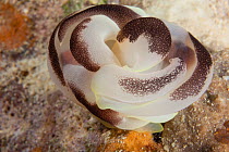 Sea slug (Chelidonura amoena) pair mating, Palau, Micronesia