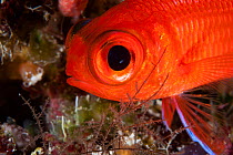 White tipped soldierfish (Myripristis vittata) close up of head, Palau, Micronesia