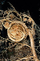 Basket star tentacles (Euryalina sp), Palau, Micronesia.
