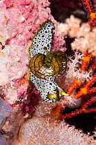 Nudibranch (Aegires serenae), Palau, Micronesia.