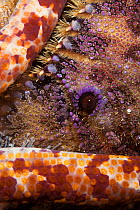 Spanish / Slipper lobster (Scyllarides latus) eye detail, with starfish, Palau, Micronesia.
