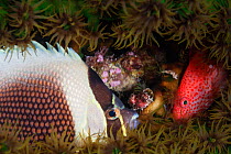 Pixy hawkfish (Cirrhitichthys oxycephalus) and Reticulated butterflyfish (Chaetodon reticulatus) hiding in coral, Palau, Micronesia.