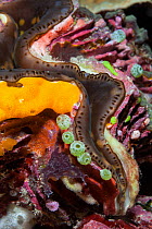 Giant clam detail (Tridacna sp), Palau, Micronesia.