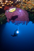 Scuba Diver at the entrance of Siaes Tunnel with overhanging Gorgonian sea fan, Palau, Micronesia 2010 model released