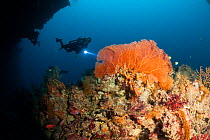 Scuba Diver at the entrance of Siaes Tunnel with overhanging Gorgonian sea fan, Palau, Micronesia 2010 model released