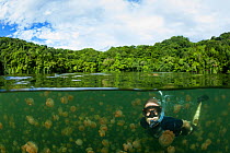 Snorkeler swimming with harmless Jellyfish (Mastigias papua etpisonii), Jellyfish Lake, Rock Islands, Palau, Micronesia model released
