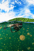 Snorkeler swimming with harmless Jellyfish (Mastigias papua etpisonii), Jellyfish Lake, Rock Islands, Palau, Micronesia.
