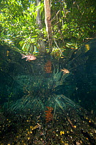 Orbiculated Cardinalfish (Sphaeramia orbicularis) just below surface in mangroves, Jellyfish Lake, Rock Islands, Palau, Micronesia.