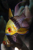 Pajama Cardinalfish (Sphaeramia nematoptera), Palau, Micronesia.