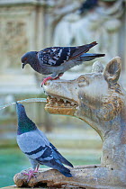 Feral Pigeon (Columba livia) drinking from Fonte Gaia (Fountain of Joy). Piazza del Campo, Sienna, Italy, September.