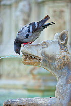 Feral Pigeon (Columba livia) drinking from Fonte Gaia (Fountain of Joy). Piazza del Campo, Sienna, Italy, September.
