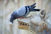 Feral Pigeon (Columba livia) drinking from Fonte Gaia (Fountain of Joy) fountain. Piazza del Campo, Sienna, Italy, September.