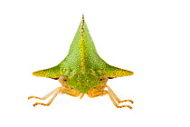 Treehopper (Alchisme sp.) Costa Rica. meetyourneighbours.net project