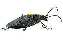 Long-horned beetle (Cerambycidae) Costa Rica. meetyourneighbours.net project