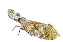Peanut bug (Fulgora sp.) Costa Rica. meetyourneighbours.net project