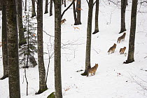 Wolf (Canis lupus) pack running in deep snow, captive in enclosure of the Bavarian Forest National Park, Germany, February