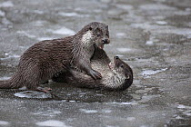 River otter (Lutra lutra), two subadults playing on frozen pond, captive in enclosure of the Bavarian Forest National Park, Germany, February