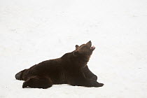 European Brown bear (Ursus arctos) male lying in the snow, yawning, captive in enclosure of the Bavarian Forest National Park, Germany, February