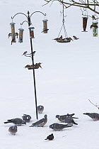 Mixture of birds including wood pigeons (Columba palumbus), European Tree sparrows (Passer montanus), Great tit (Parus major), Chaffinches (Fringilla coelebs) and Blackbird (Turdus merula) at bird fee...