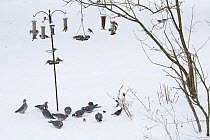 Mixture of birds including wood pigeons (Columba palumbus), European Tree sparrows (Passer montanus), Great tit (Parus major), Chaffinches (Fringilla coelebs) and Blackbird (Turdus merula) at bird fee...