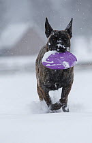 Malinois x Herder cross breed female dog 'Zora' playing with purple frisbee disc in the snow. Germany