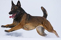 A Malinois / Belgian Shepherd police dog 'Mia' owned by German police officer and dog handler, playing in the snow. Germany