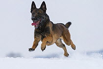 A Malinois / Belgian Shepherd police dog 'Mia' owned by German police officer and dog handler, playing in the snow. Germany