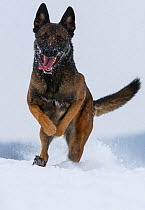 A Malinois / Belgian Shepherd police dog 'Mia' owned by German police officer and dog handler, playing in the snow.  Germany