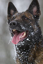 A Malinois / Belgian Shepherd police dog 'Mia' owned by German police officer and dog handler, portrait in the snow. Germany