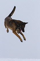 A Malinois / Belgian Shepherd police dog 'Mia' owned by German police officer and dog handler, playing in the snow, Germany
