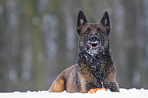 Malinois / Belgian Shepherd police dog 'Mia' owned by German police officer and dog handler, lying in the snow, Germany.