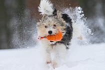 'Jogi', a Jack Russell Terrier cross breed, male playing in the snow.  Germany