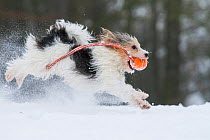'Jogi', a Jack Russell Terrier cross breed, male playing in the snow.  Germany