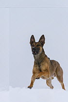 Malinois or Belgian Shepherd dog 'Floyd',  an 18 months male, a future guard dog with the German police, playing in the snow.  Germany