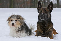 Jack Russell terrier cross breed 'Jogi' male, and Malinois / Belgian Shepherd 'Mia' lying in the snow. Hitzhausen, Germany