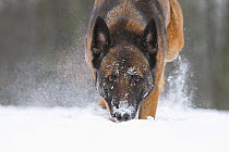 A Malinois / Belgian Shepherd police dog 'Mia' owned by German police officer and dog handler, playing in the snow. Hitzhausen, Germany