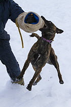 Malinois x Herder cross breed female 'Zora' being trained by police officer in the snow. Germany