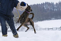 Malinois x Herder cross breed female 'Zora' being trained by police officer in the snow. Germany