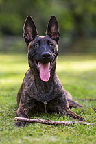 Malinois x Herder puppy 'Zora', female, portrait, lying on the grass on summer evening, Germany