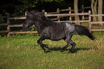 Shetland Pony 'Watzmann', stallion, 14 years old, galloping in meadow with wooden fence, Germany