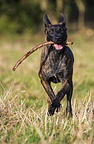 Malinois x Herder puppy 'Zora', female, running in field carriyng a stick, September, Germany