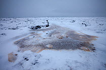 Snow stained brown from tannin in frozen moorland pool. Derwent Edge, Peak District National Park, UK, January.