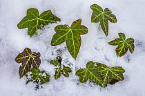 Ivy (Hedera helix) clump protruding through snow. Peak District National Park, Derbyshire, UK, January.